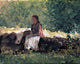 Winslow Homer On the Fence, 20"x25" Wall Decal