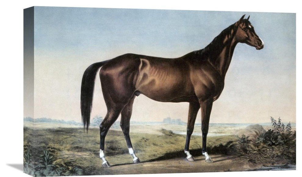 "Celebrated Horse "Lexington" Canvas Giclee by Currier and Ives, 22"x14"