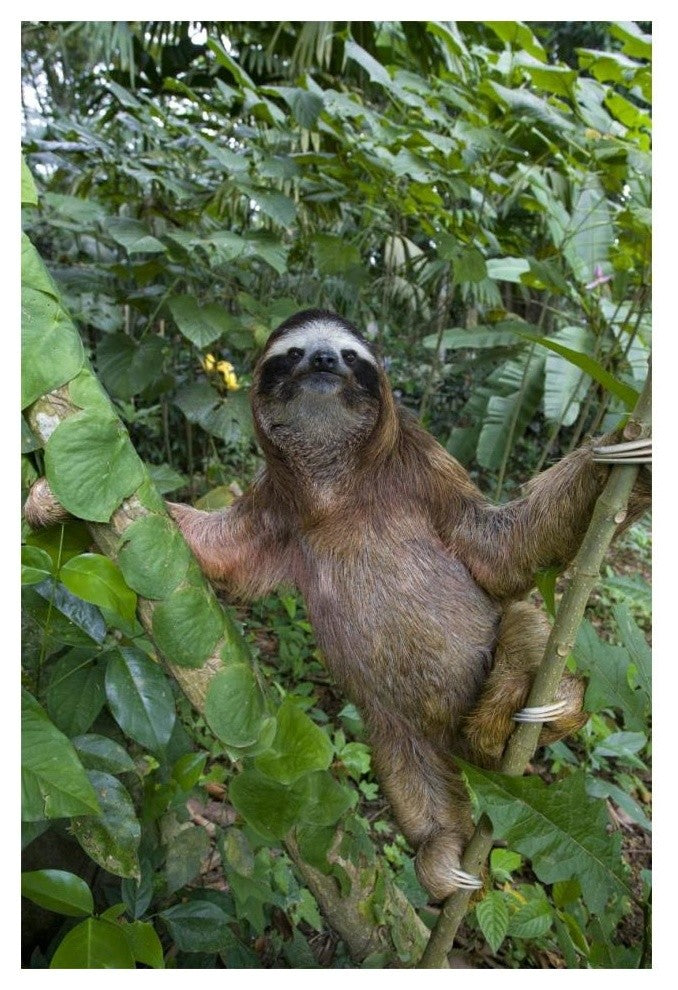 "Brown-throated 3-toed Sloth male, Aviarios Sloth Sanctuary" Paper Art, 14"x20"