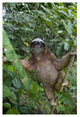 "Brown-throated 3-toed Sloth male, Aviarios Sloth Sanctuary" Paper Art, 14"x20"