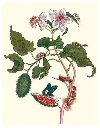 Urucu Tree a Phidias Firetip Butterfly- Canvas Poster 20" x 30"
