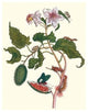 Urucu Tree a Phidias Firetip Butterfly- Canvas Poster 20" x 30"