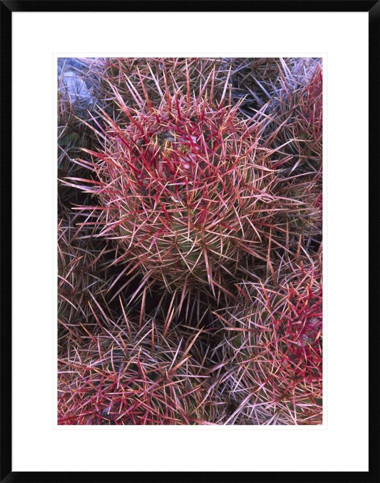 Cotton-Top Cactus Detail, Death Valley National Park, California, 24"x30"