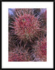 Cotton-Top Cactus Detail, Death Valley National Park, California, 24"x30"