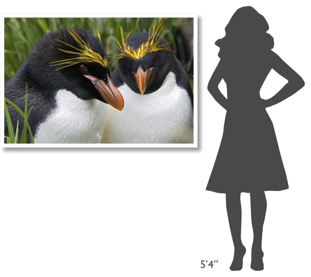 "Macaroni Penguin pair, Cooper Bay, South Georgia Island" Paper Art, 50"x34"