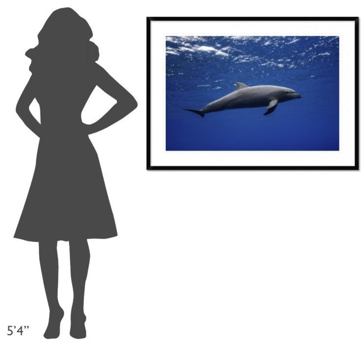 "Dolphin" Framed Digital Print by Barathieu Gabriel, 44x32"