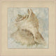 Watercolor Shell 3, Giclee Reproduction Artwork