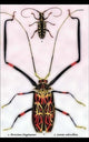 Beetles: Acrocinus Longimanus and Lamia Subocellata #1