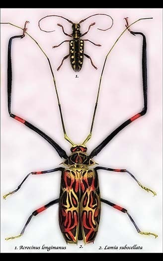 Beetles: Acrocinus Longimanus and Lamia Subocellata #1