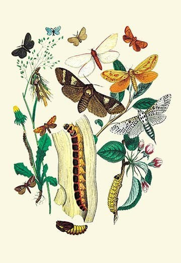 Moths: C. Ligniperda, Z. Aesculi, Et Al.- Gallery Wrapped Canvas Art 28" x 42"