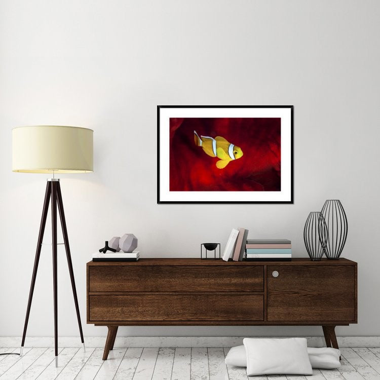 "Clownfish" Framed Digital Print by Barathieu Gabriel, 44x32"