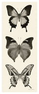 "Butterfly - BW Panel I" Digital Paper Print by Debra Van Swearingen, 32"x77"