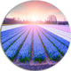 Field Of Blooming Hyacinth Flowers, Disc Metal Wall Art, 11"
