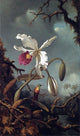 Martin Johnson Heade White Brazilian Orchid, Gallery Wrapped Canvas, 18"x27"