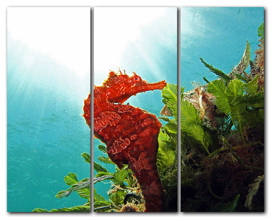 Ready2hangart Christopher Doherty Photography 'Seahorse' 3-PC Acrylic Art Set