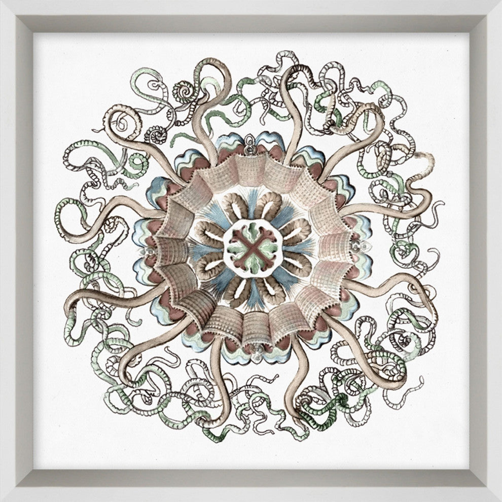 Aquatic Assortment 6, Giclee Reproduction Artwork