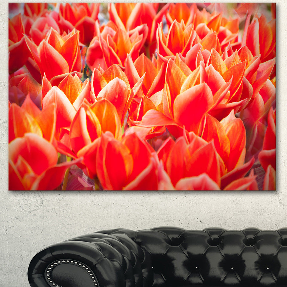 Tulip Flowers in the Keukenhof Park, Floral Canvas Art Print, 40"x30"