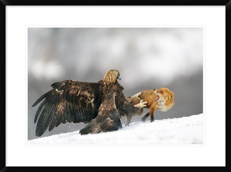 "Golden Eagle And Red Fox" Framed Digital Print by Yves Adams, 32x24"