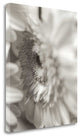"Florison - 4" By Alan Blaustein, Giclee Print on Gallery Wrap Canvas