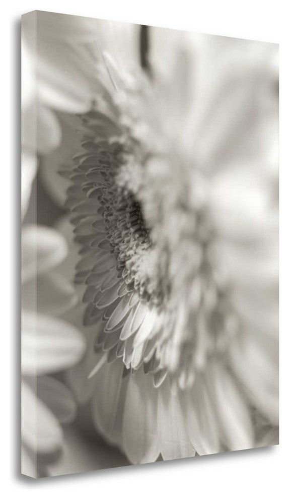 "Florison - 4" By Alan Blaustein, Giclee Print on Gallery Wrap Canvas