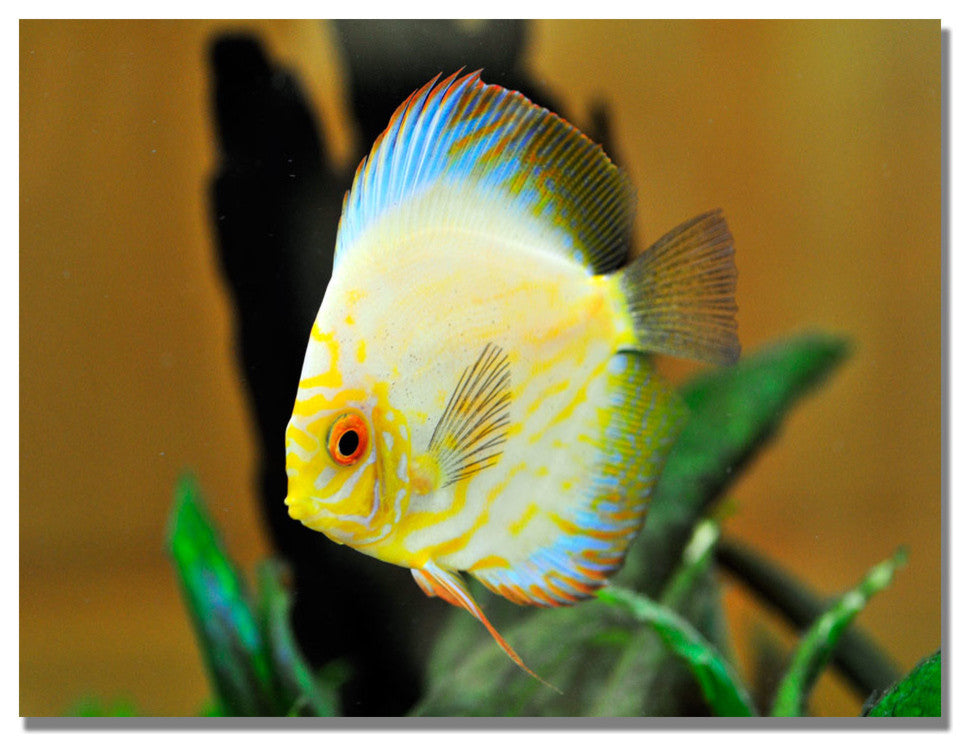 'Tropical Fish' Canvas Art by Kurt Shaffer