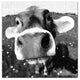 Cow Close-Up Wall Art, 20"x20", Canvas