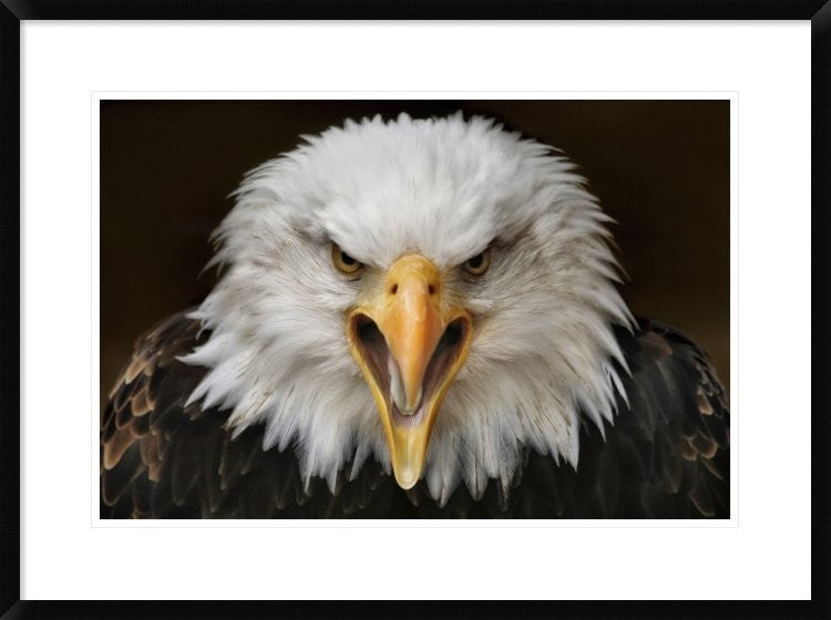 "Fierce" Framed Digital Print by Jimmy Hoffman, 32x24"