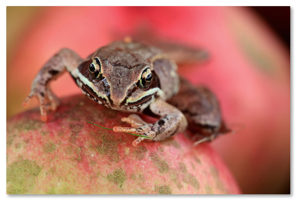 Jason Shaffer ''Wood Frog'' Canvas Art, 47x30