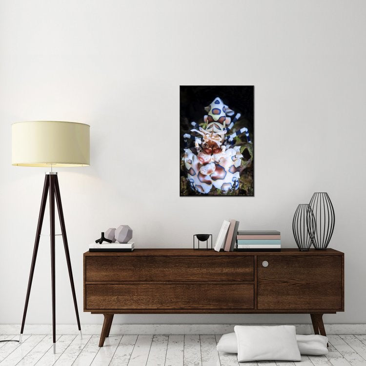 "Harlequin Shrimp" Framed Canvas Giclee by Barathieu Gabriel, 25x37"