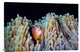 "Clownfish" Stretched Canvas Giclee by Barathieu Gabriel, 36x24"