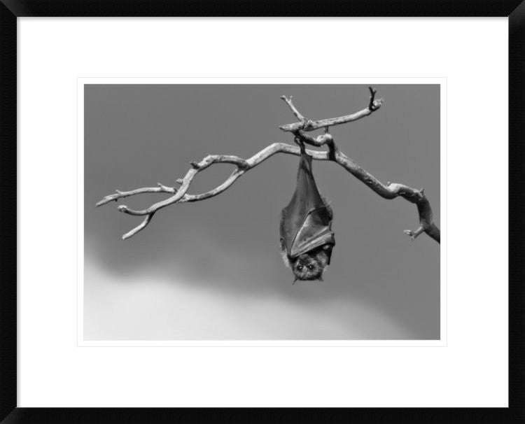 "Sleepless" Framed Digital Print by Tj Millar, 24"x19"
