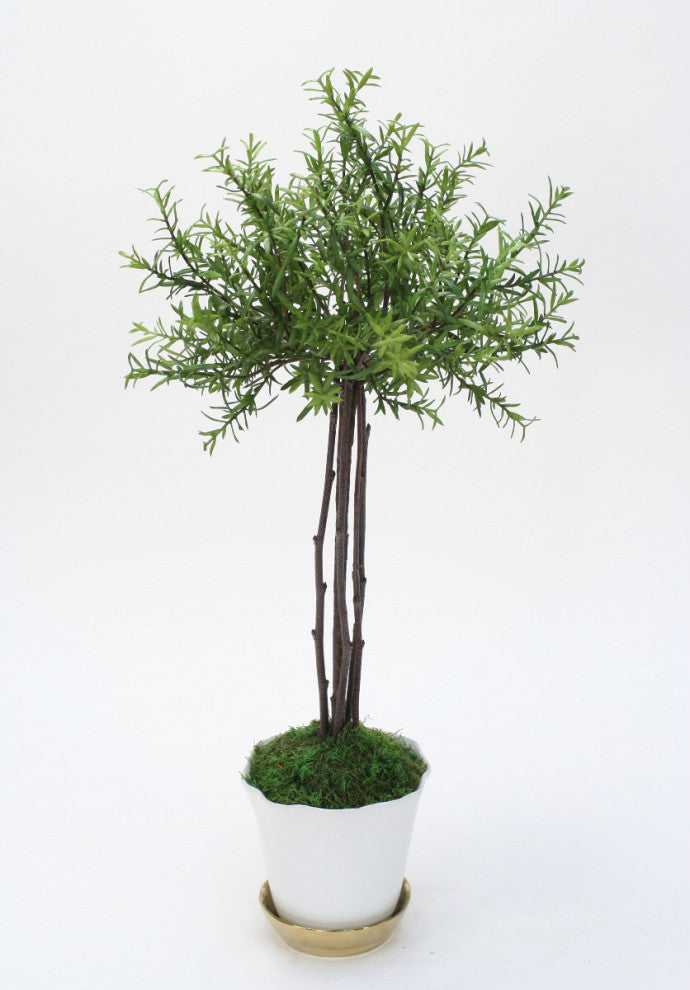 Small Thyme Tree in White Pot with Gold Saucer