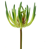 Vickerman 6.75" Green Jade Pick, Pack of 3