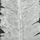 Metallic Feather, Silver Shadow Box