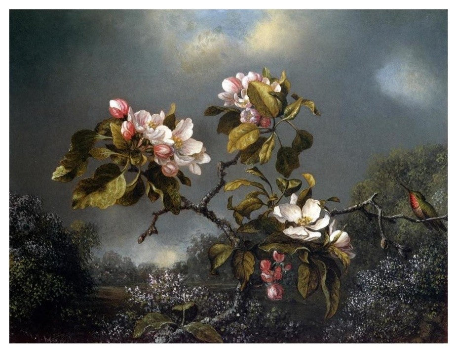 "Apple Blossom And Hummingbird" Paper Print by Martin Johnson Heade, 18"x14"