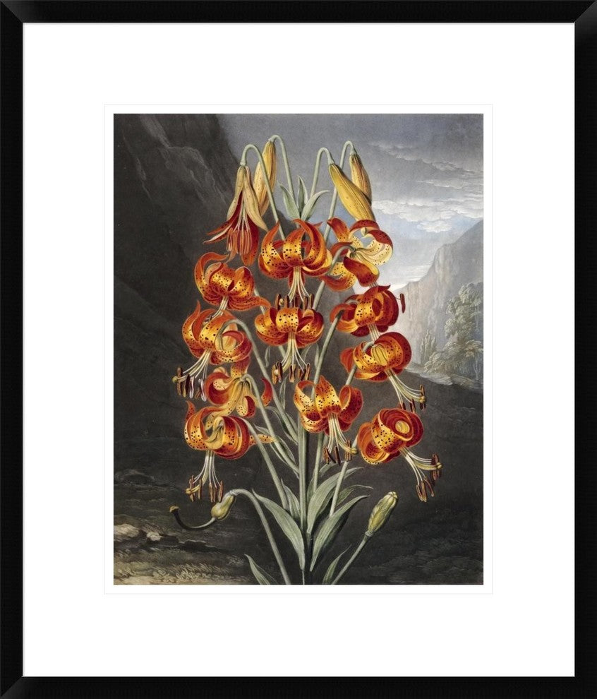 "The Superb Lily" Framed Digital Print by Robert John Thornton, 20"x24"