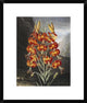 "The Superb Lily" Framed Digital Print by Robert John Thornton, 20"x24"
