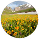 Mountain Plain With Wild Yellow Flowers, Flower Disc Metal Artwork, 23"