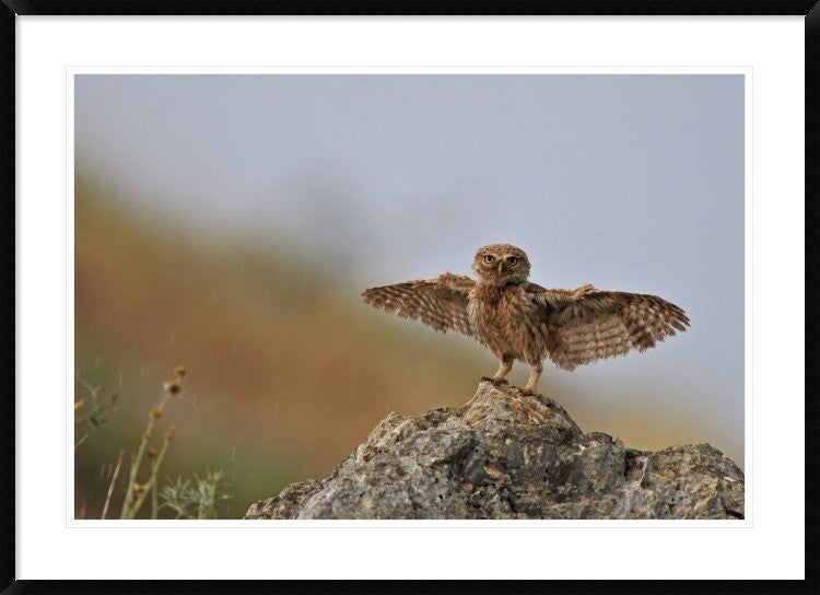 "I Can Fly!!!!!!" Framed Digital Print by Muayad Amer, 44x32"