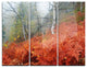 "Red Fern in Foggy Fall Fay" Photo Metal Wall Art, 3 Panels, 36"x28"