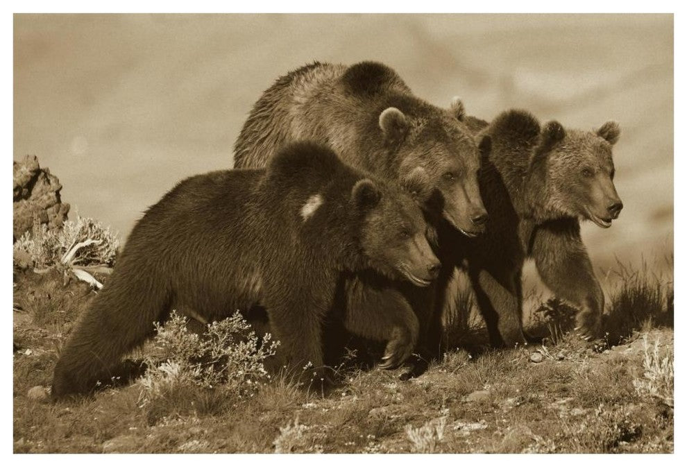 "Grizzly Bear mother with 1 year old cubs, North America" Paper Art, 62"x42"