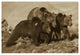 "Grizzly Bear mother with 1 year old cubs, North America" Paper Art, 62"x42"