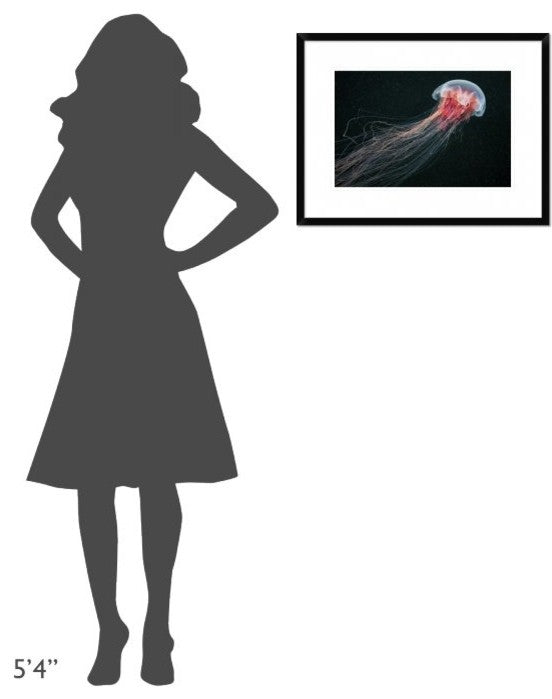 "Longtail" Framed Digital Print by Alexander Semenov, 26"x20"