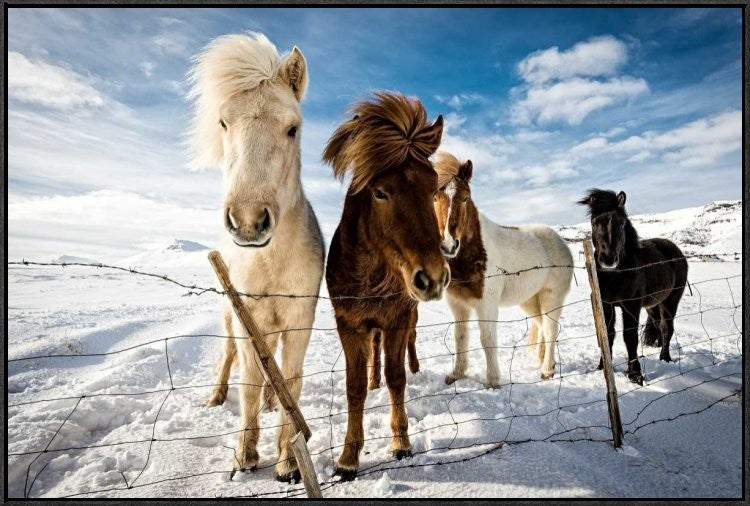 "Icelandic Hair Style" Framed Canvas Giclee by Mike Leske, 37x25"