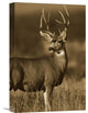 "Mule Deer Male In Dry Grass, North America" Artwork, 12" x 18"