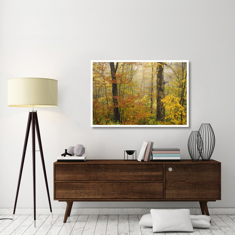 "Mixed deciduous forest in autumn, Mill Brook, Vermont" Paper Art, 50"x34"