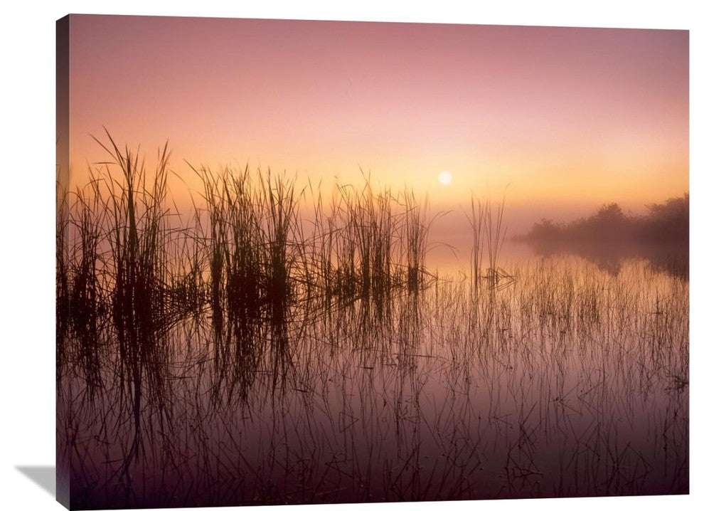 "Reeds Reflected In Sweet Bay Pond, Everglades National Park, Florida" Artwork