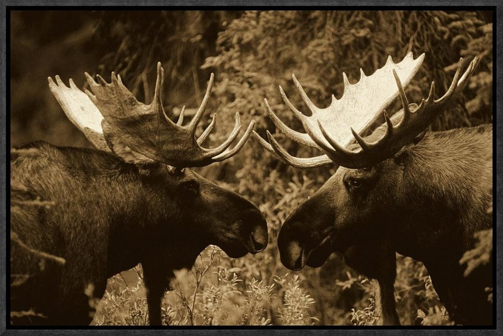 Alaska Moose Males Confronting Each Other In The Fall, Alaska, Sepia, 18"x12"