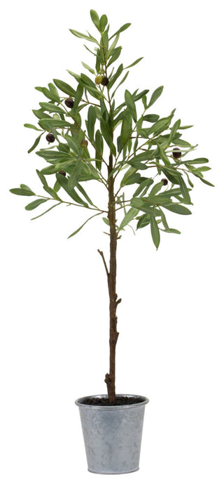 Potted Olive Tree