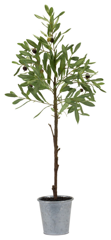 Potted Olive Tree
